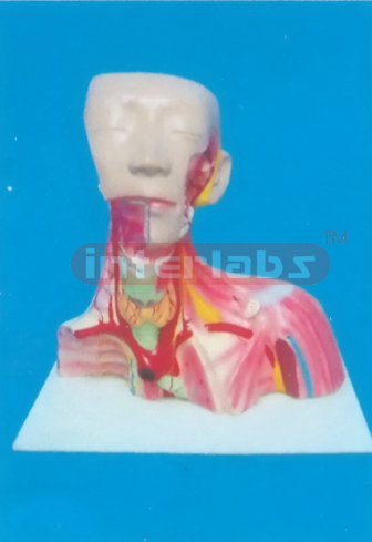 (38 x 37 x 19 cm) LOCAL ANATOMY OF HEAD, HEAD CAVITY, NECK AND THORAX MODEL